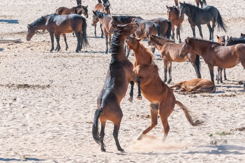 Une vue du Cheval de Namibie en libert�