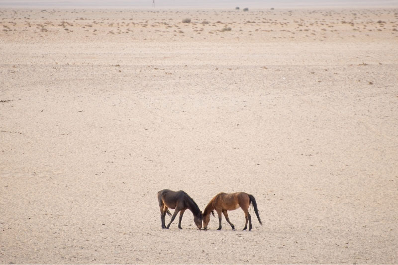 Une vue du Cheval de Namibie en libert�