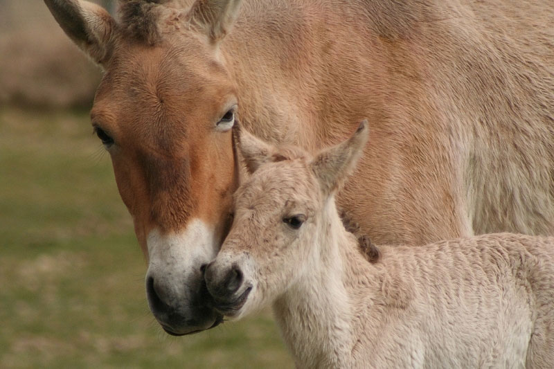 Une vue de la jument et du poulain du Cheval de Przewalski