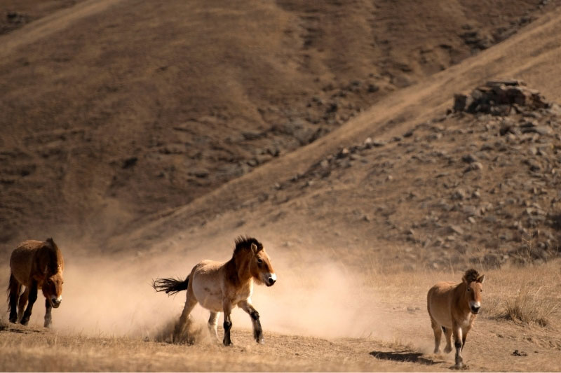 Une vue du Cheval de Przewalski au galop