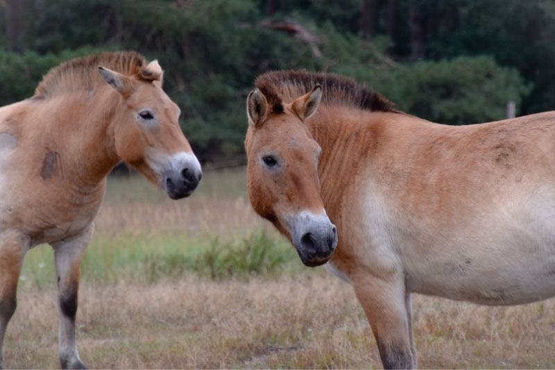 Une vue du Cheval de Przewalski en libert�