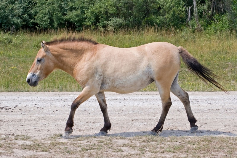 Une vue du Cheval de Przewalski qui marche