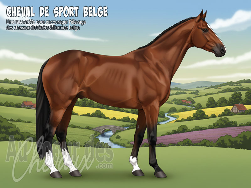 Le Cheval de Sport Belge, un si�cle d'excellence et d'innovation