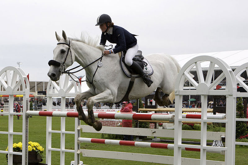 Le Holstein une race qui fait partie du Stud Book du Cheval de Sport Britannique