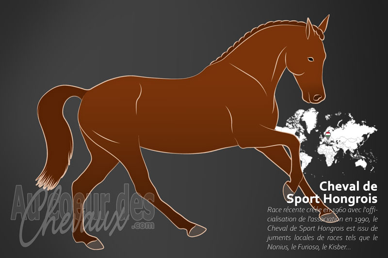 Le Cheval de Sport Hongrois un cheval de selle originaire de la Hongrie