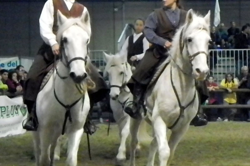 Le Cheval du Delta au trot lors d'une pr�sentation