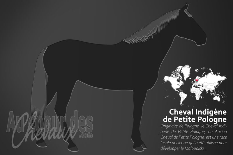 Le Cheval Indig�ne de Petite Pologne un cheval de selle originaire de Pologne