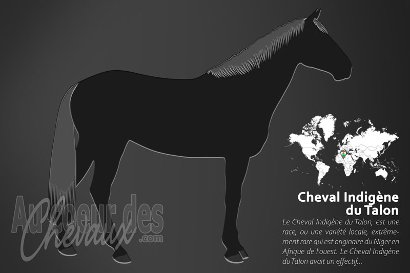 Le Cheval Indig�ne du Talon un cheval de selle originaire du Niger