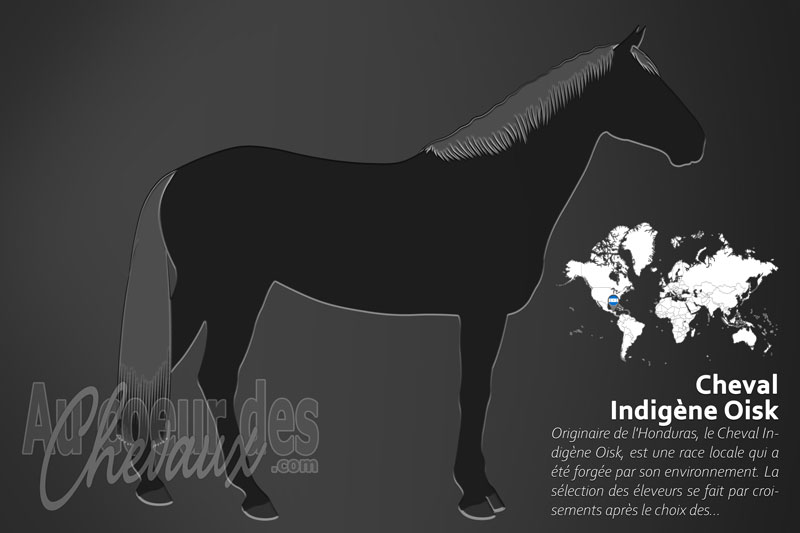 Le Cheval Indig�ne Oisk un cheval de selle originaire de l'Honduras