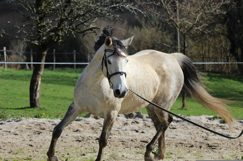 Un cheval long�