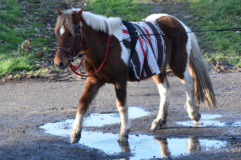 Un cheval long�