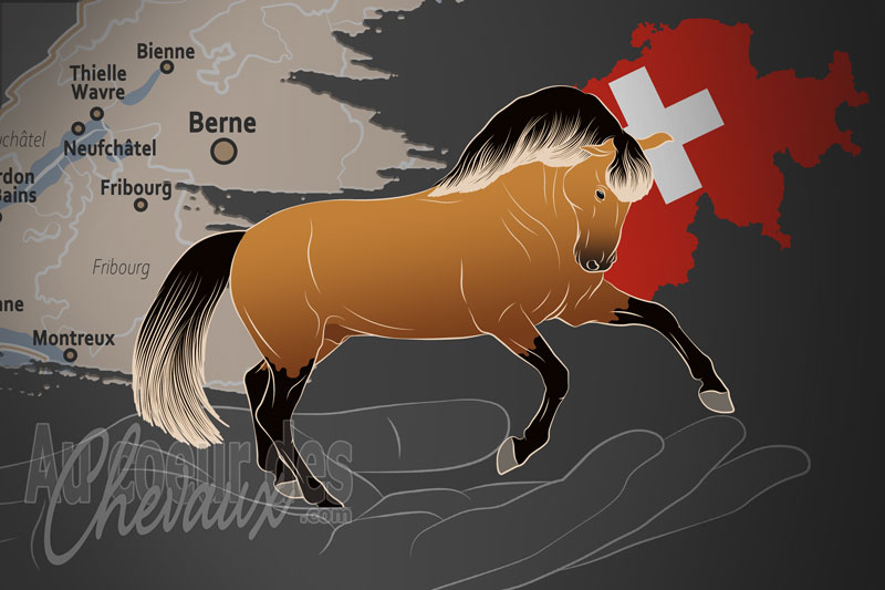 Le Cheval Lusitano Suisse un organisme de race en Suisse