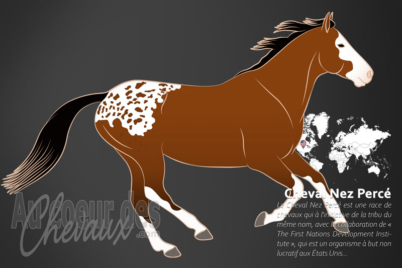 Le Cheval Nez Perc� un cheval de selle originaire des �tats Unis