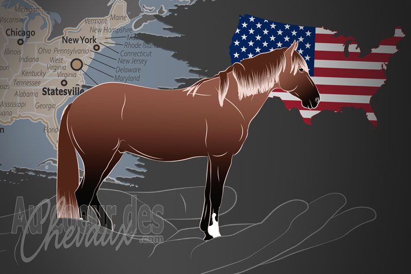 L'Association des Chevaux Chickasaw, un organisme de gestion de race de chevaux aux �tats Unis