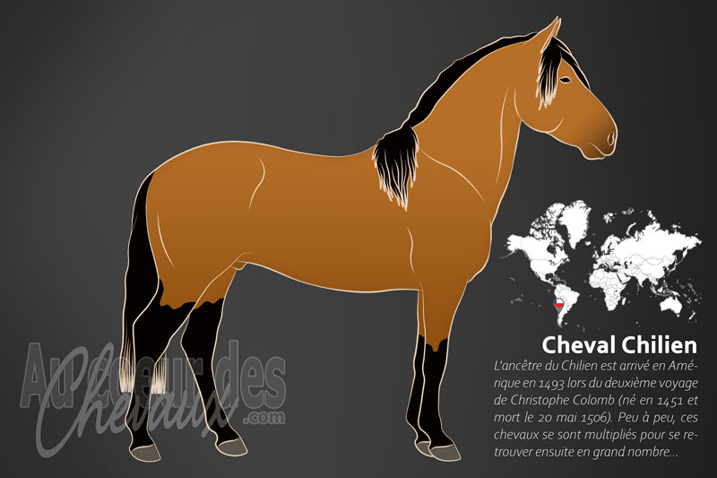 Le Chilien un cheval de selle originaire du Chili