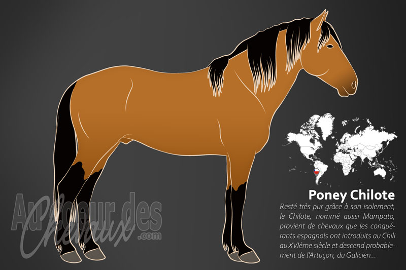 Le Chilote un poney originaire du Chili