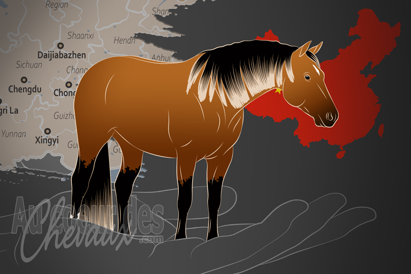L'Association Chinoise du Quarter Horse, une organisation qui g�re le quarter horse en chine