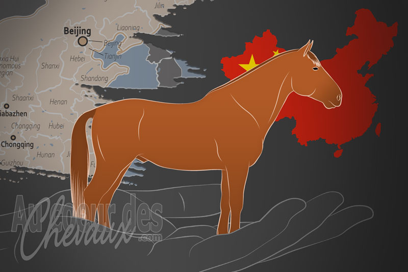 L'Association Chinoise du D�veloppement �quin, une organisation qui g�re le cheval sanhe en chine