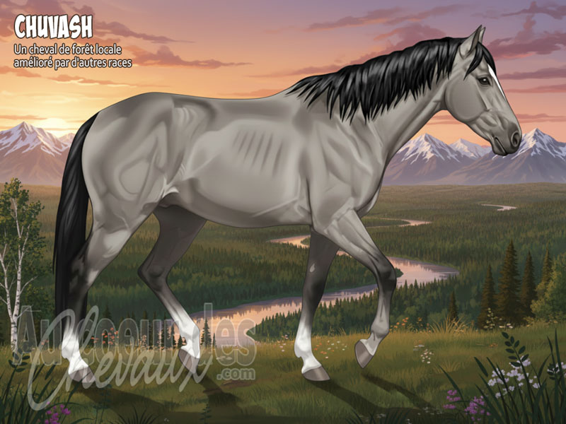 Le Cheval Chuvash, l'�me des steppes de la volga