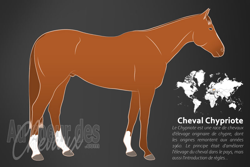 Le Chypriote un cheval de selle originaire de Chypre