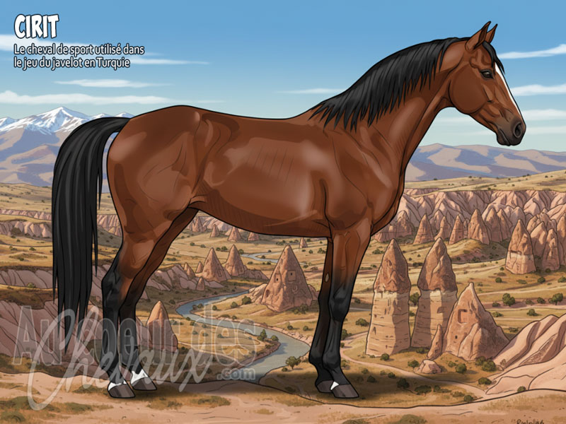 Le Cheval Cirit, le guerrier des steppes d'anatolie