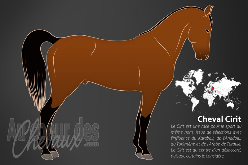 Le Cirit un cheval de petite taille originaire de la Turquie