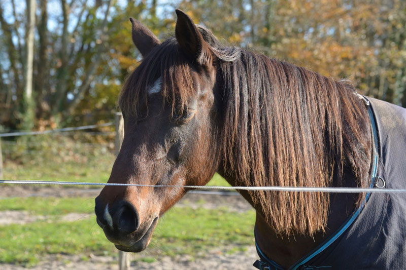 Un cheval dans un enclos avec une cl�ture �lectrique