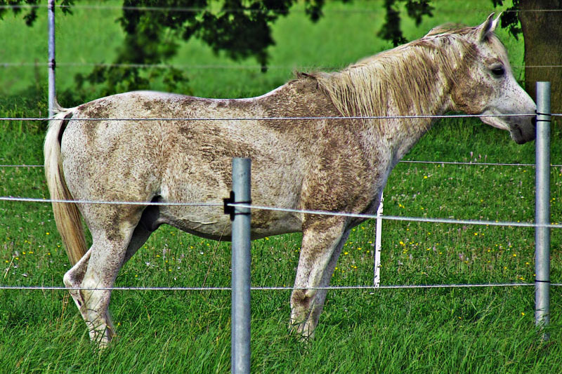 Un cheval dans un pr� avec une cl�ture de fils �lectriques