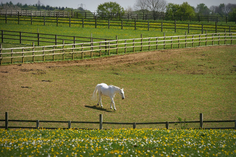 Un cheval dans un pr� avec une cl�ture en bois