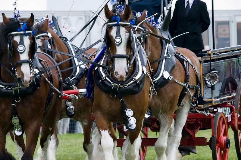 Une vue du Cheval Clydesdale avec un attelage