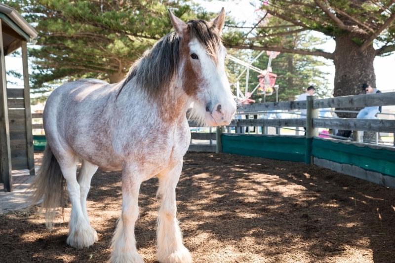 Une vue du Cheval Clydesdale dans un enclos