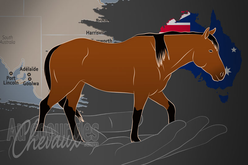 La Coffin Bay Brumby Preservation Society un organisme de race en Australie