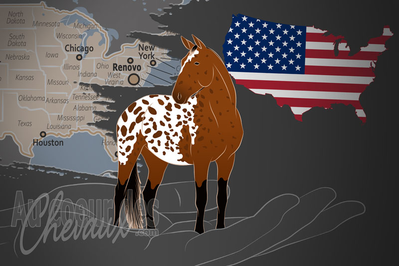 La Colorado Ranger Horse Association un organisme de race aux �tats Unis