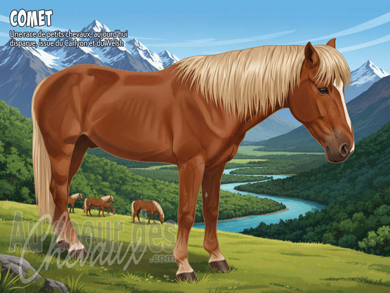 Le Cheval Comet, la l�gende d'une lign�e n�o-z�landaise