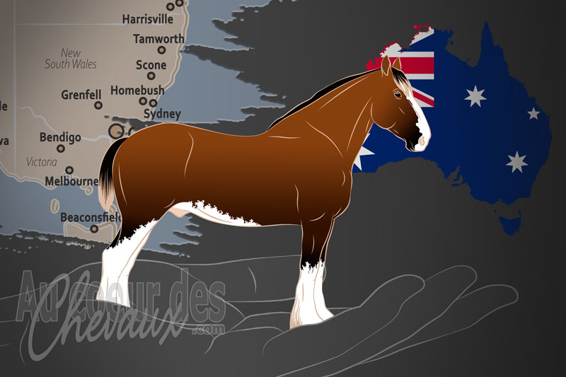 La Commonwealth Clydesdale Horse Society un organisme de race en Australie