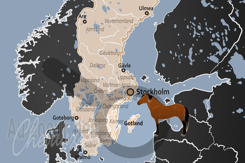 Le Comt� de Gotland, sanctuaire du poney gotlandsruss et h�ritage des for�ts de la baltique