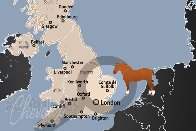 Le Comt� de Suffolk, capitale mondiale du galop et sanctuaire du suffolk punch