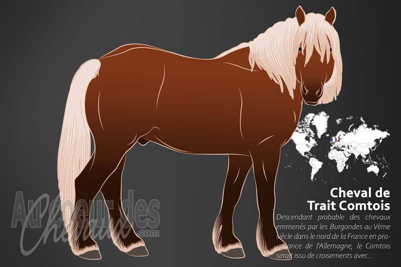 Le Cheval de Trait Comtois un cheval de trait originaire de la France