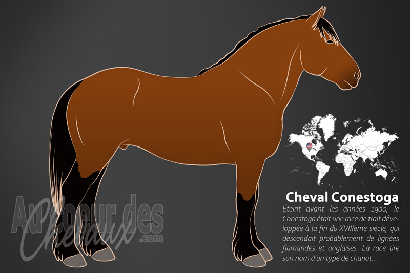 Un mod�le similaire au Conestoga un cheval de trait originaire des �tats Unis