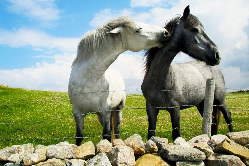 Une vue du Poney Connemara dans un pr�