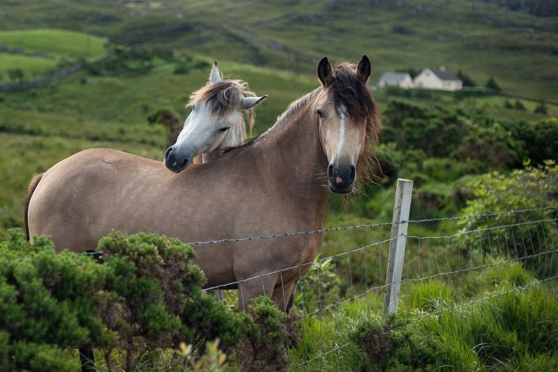 Une vue du Poney Connemara en libert�