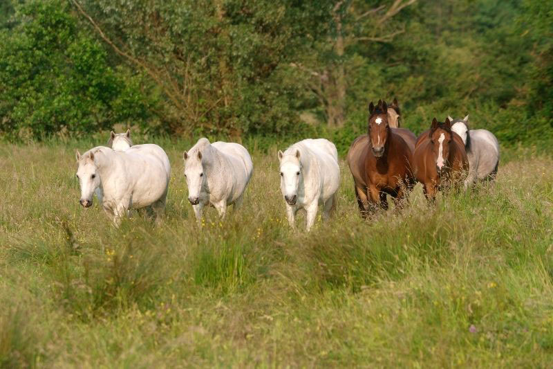 Une vue du Poney Connemara en libert�