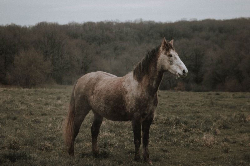 Une vue du Poney Connemara en libert�