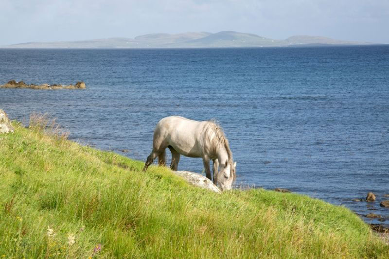 Une vue du Poney Connemara en libert�