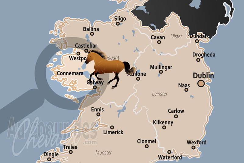 Le Connemara, terre d'origine et de r�silience du poney de sport mondial