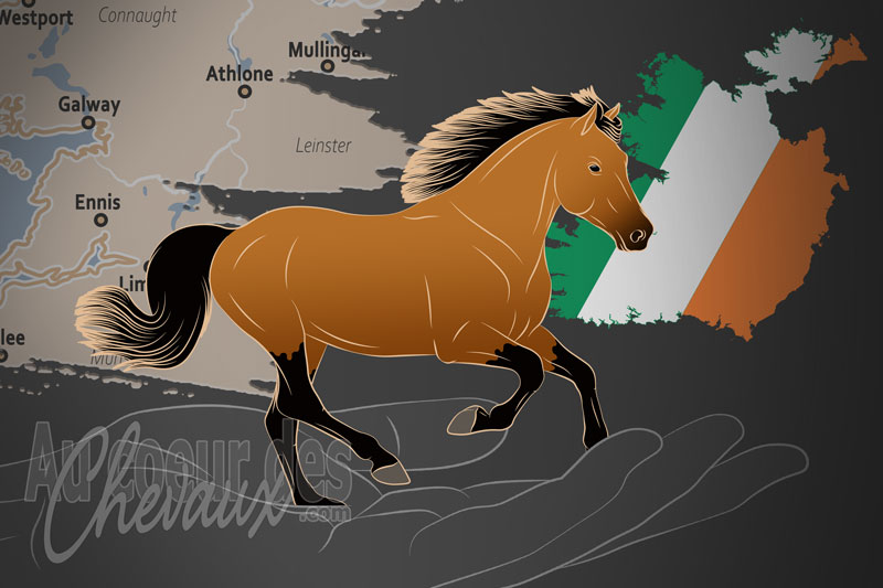 La Soci�t� des �leveurs de Poneys du Connemara, une organisation qui g�re le poney connemara en irlande