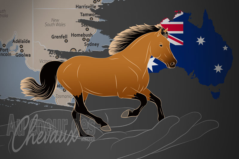 La Connemara Pony Breeders Society of Australia un organisme de race en Australie