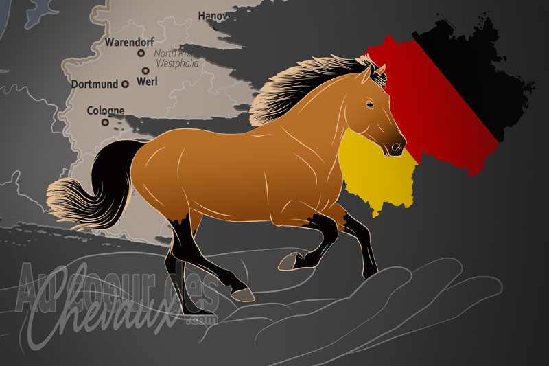 L'Association du Poney Connemara e.V., une organisation qui g�re le poney connemara en allemagne