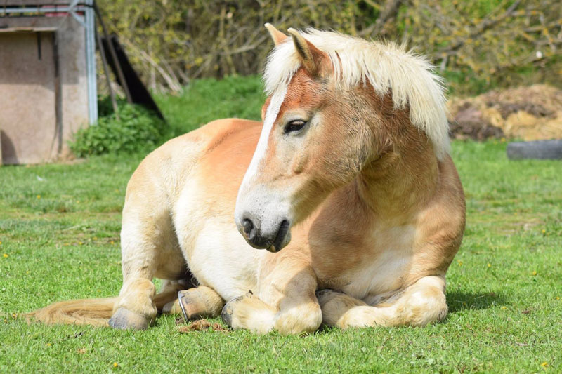 Un cheval couch� dans l'herbe