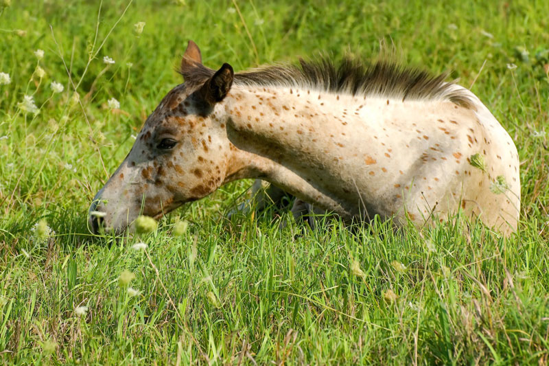 Un poulain couch� dans l'herbe
